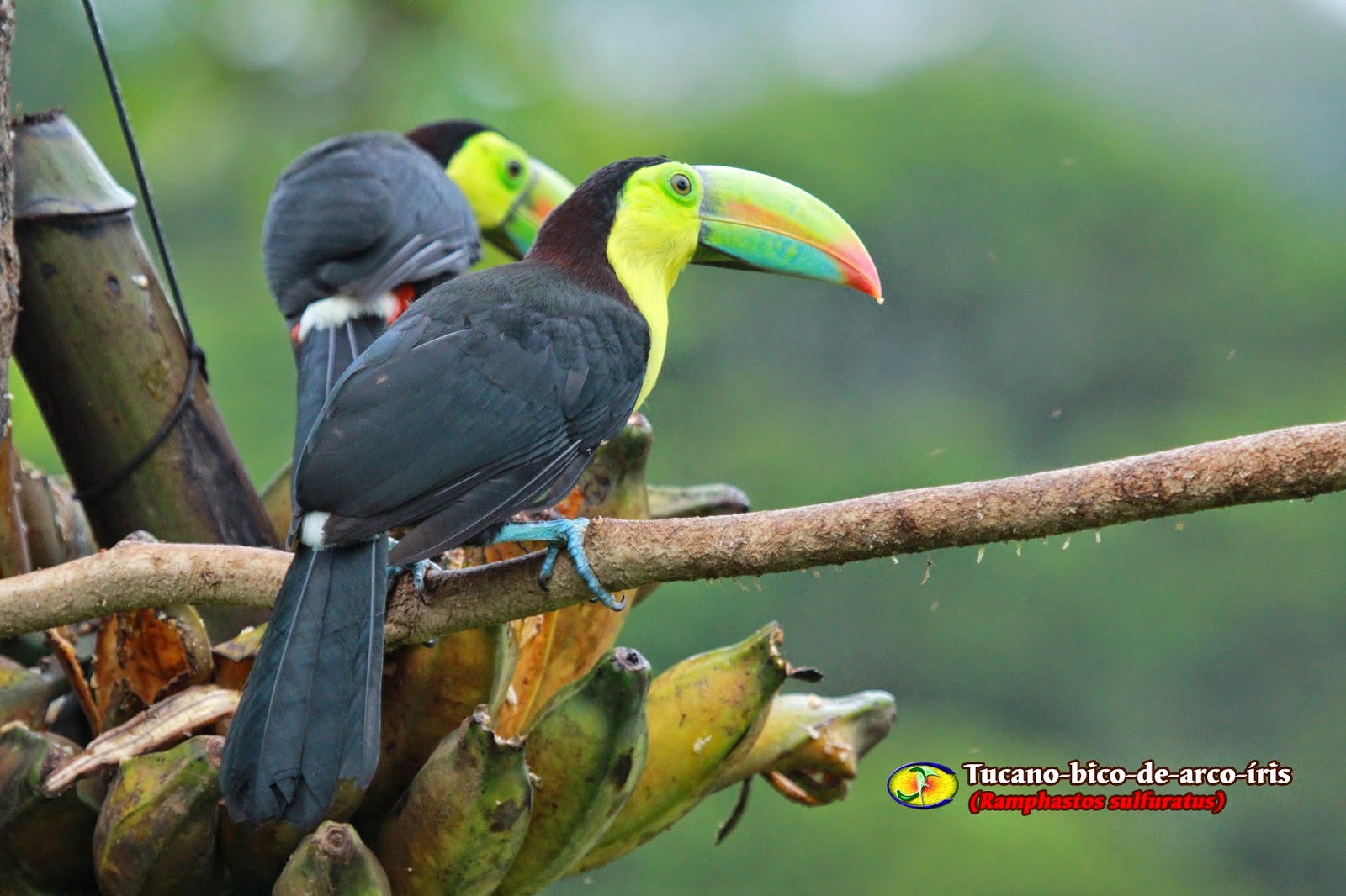 Zoologia Tucanobicodearcoíris (Ramphastos sulfuratus)